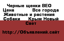 Черные щенки ВЕО › Цена ­ 5 000 - Все города Животные и растения » Собаки   . Крым,Новый Свет